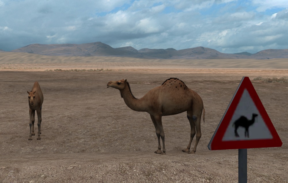 camels1.jpg