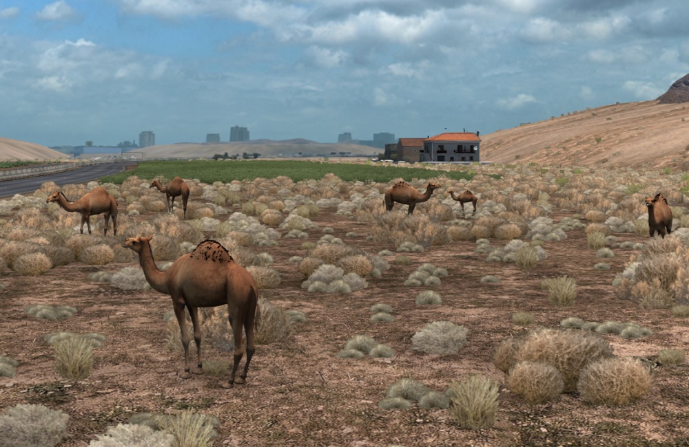 camels2.jpg